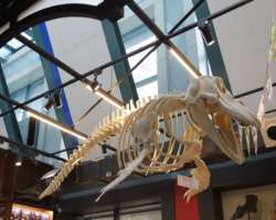 The science exhibition on the third and fourth floors helps the visitors to understand the evolution process.